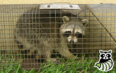 Gallatin trapping